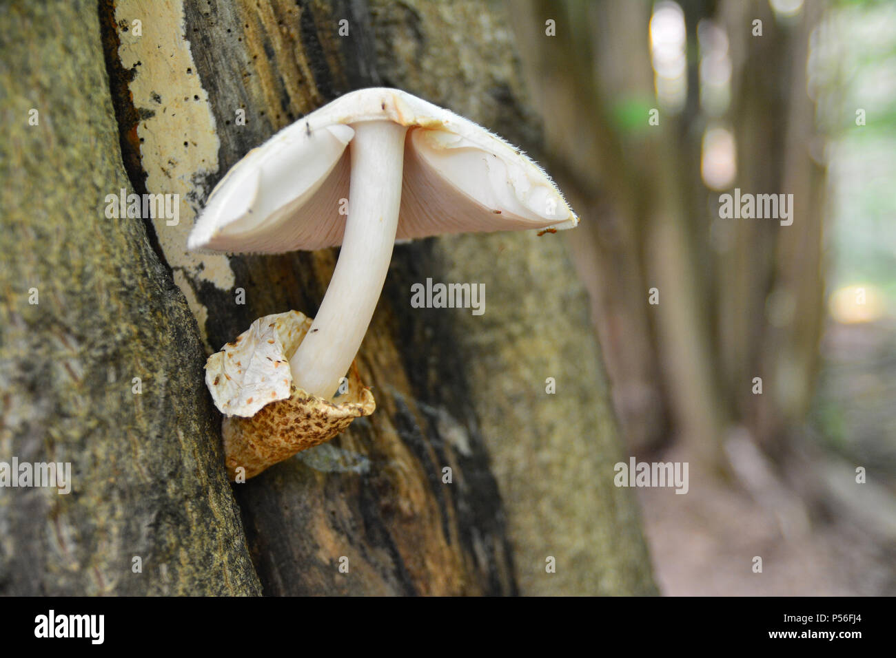 rare volvariella bombycina mushroom on the trunk of a tree Stock Photo