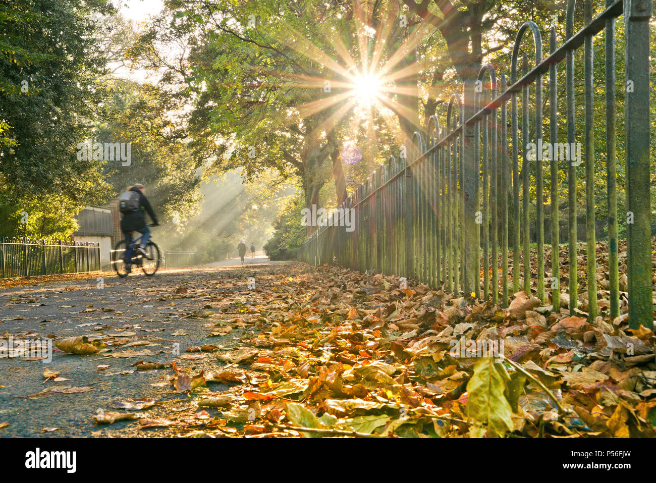 Belfast botanic gardens hi-res stock photography and images - Alamy