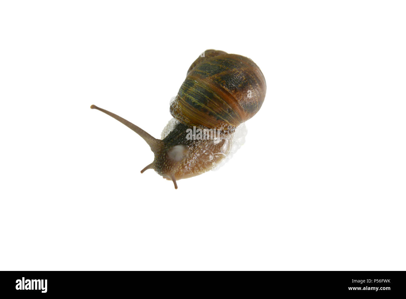 Garden Snail, Helix aspersa over white background Stock Photo