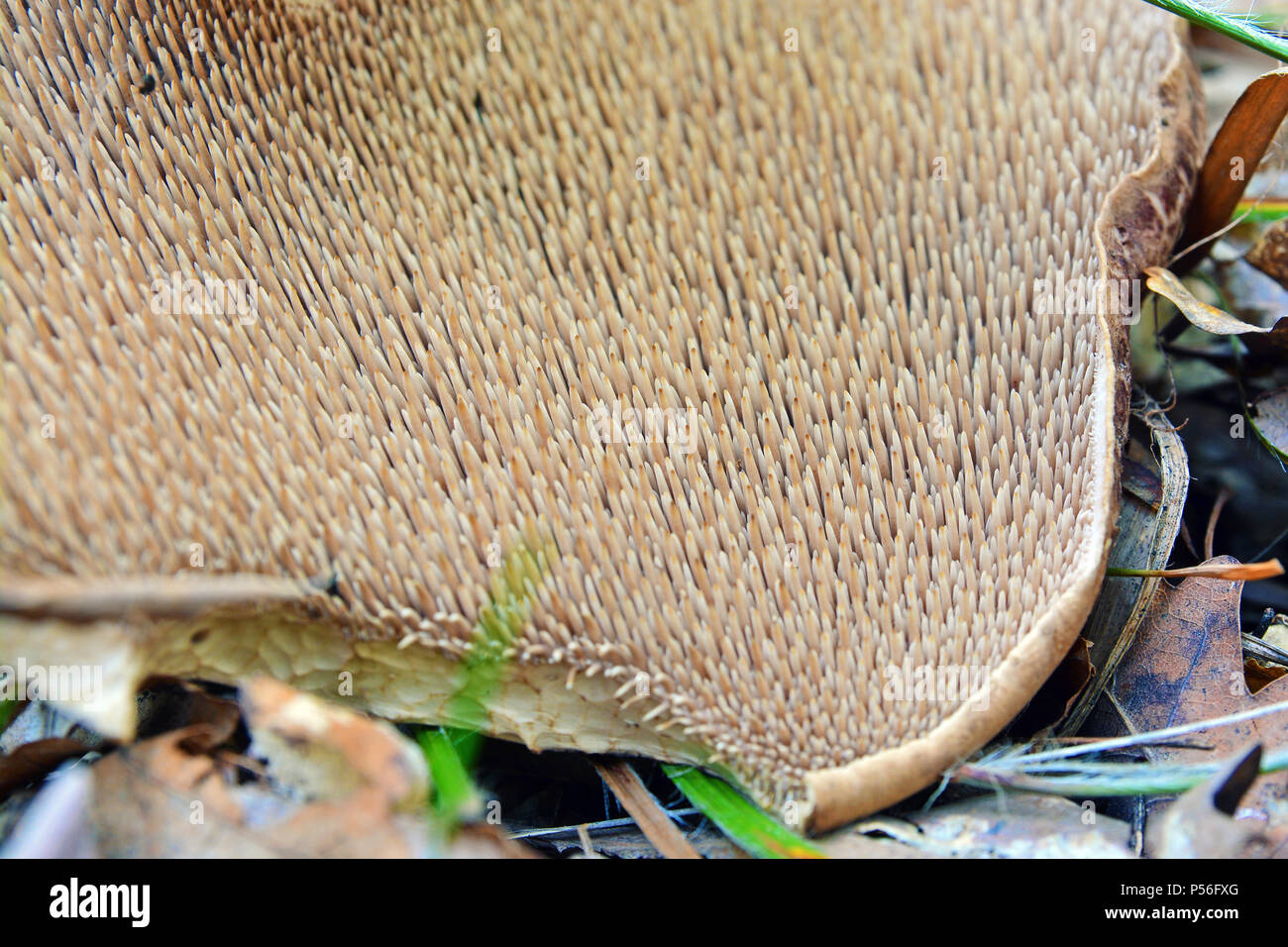 gills of a sarcodon imbricatus mushroom Stock Photo