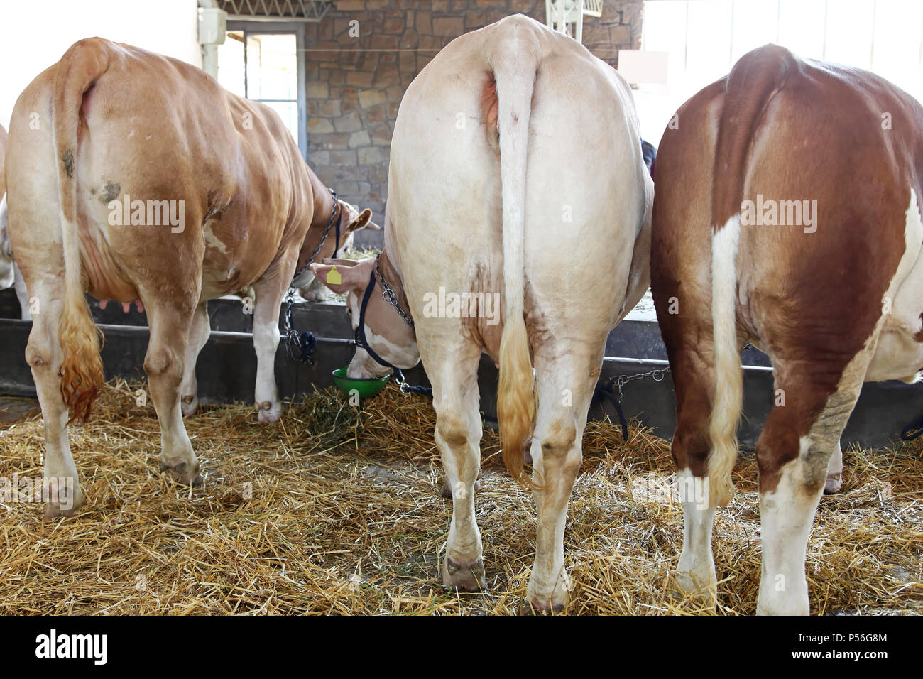 Rear View of Cows in Bart at Farm Stock Photo - Alamy