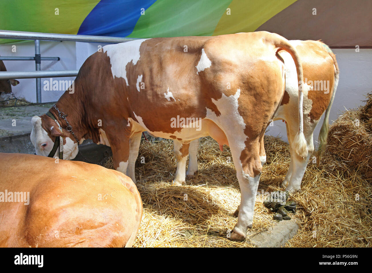 Big Brown Cows in Barn at Farm Stock Photo Alamy