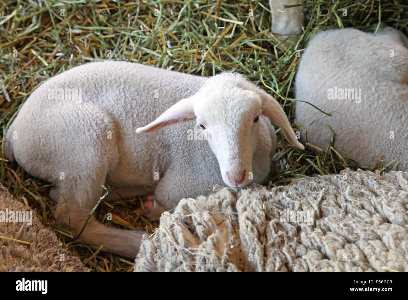 Small Baby Lamb in Pen at Farm Stock Photo - Alamy