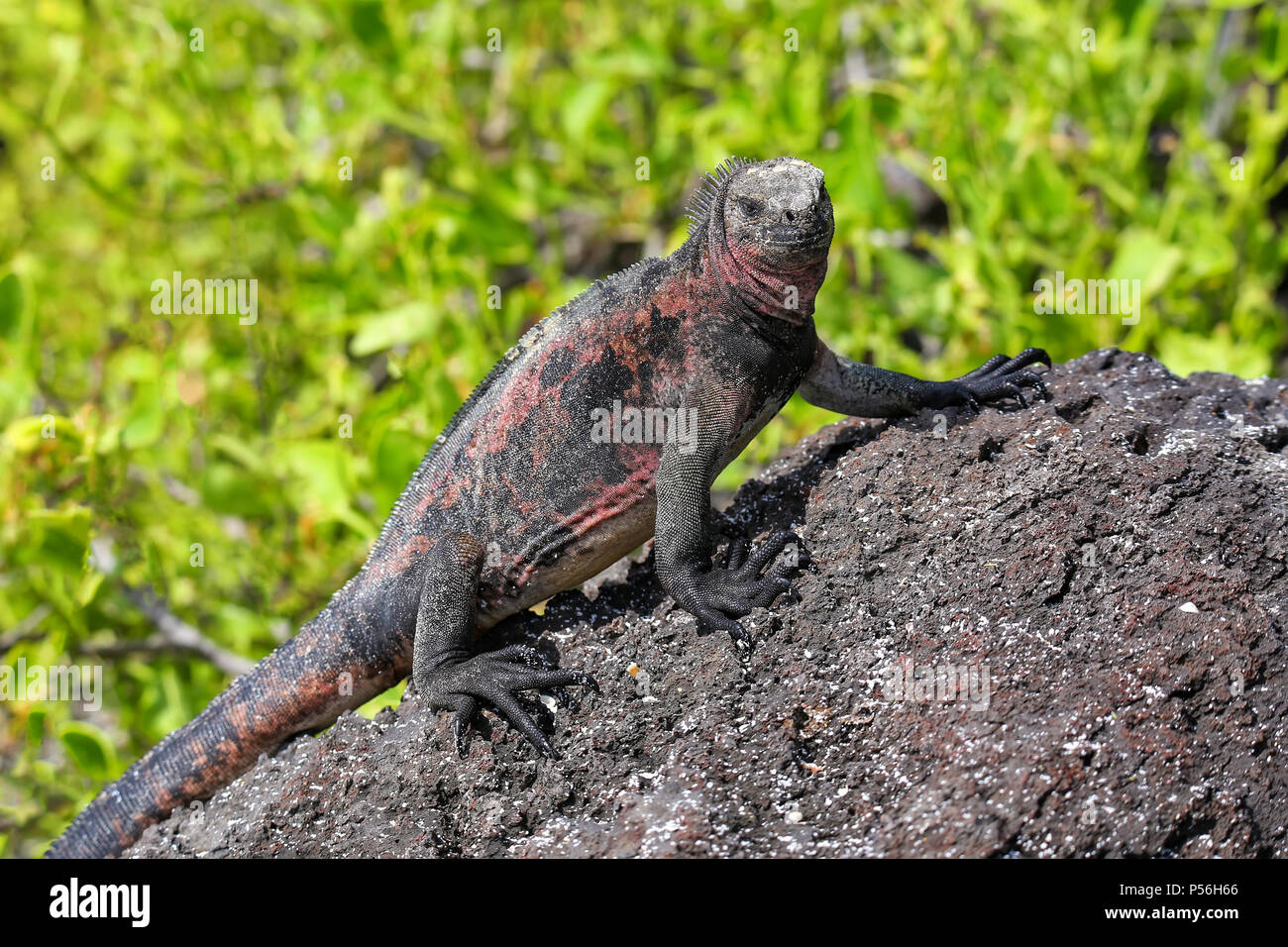 Marine iguana (Amblyrhynchus cristatus) on Espanola Island, Galapagos National park, Ecuador. Marine iguana of Espanola Island has red markings on its Stock Photo