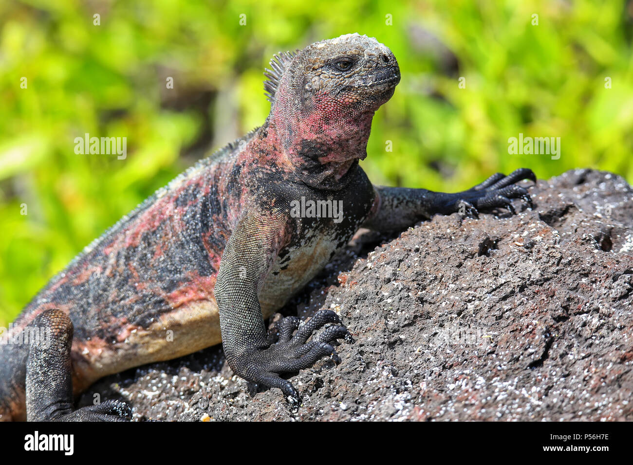 Marine iguana (Amblyrhynchus cristatus) on Espanola Island, Galapagos National park, Ecuador. Marine iguana of Espanola Island has red markings on its Stock Photo