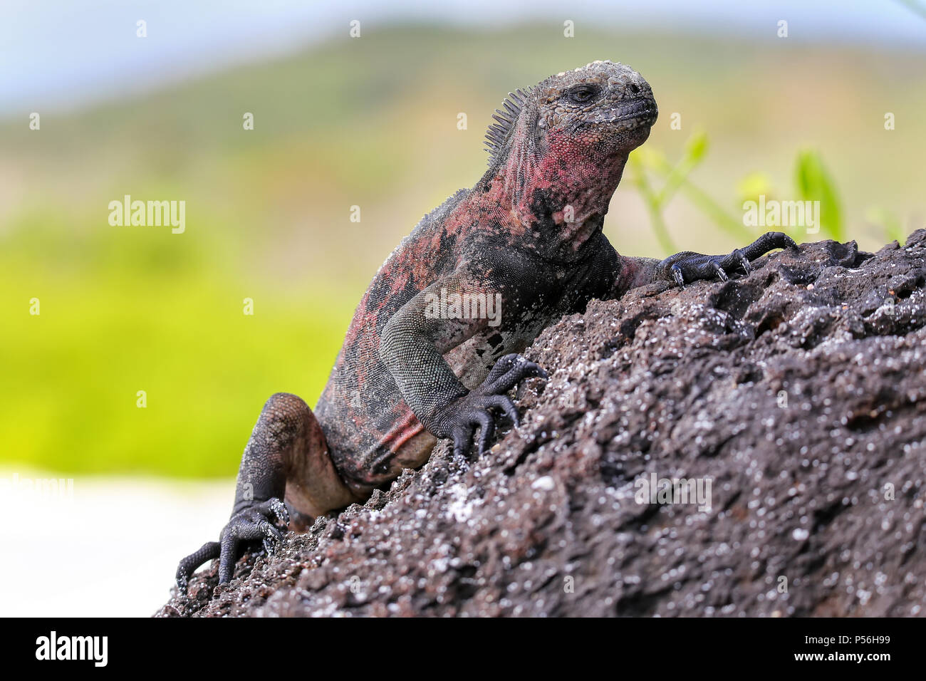 Marine iguana (Amblyrhynchus cristatus) on Espanola Island, Galapagos National park, Ecuador. Marine iguana of Espanola Island has red markings on its Stock Photo