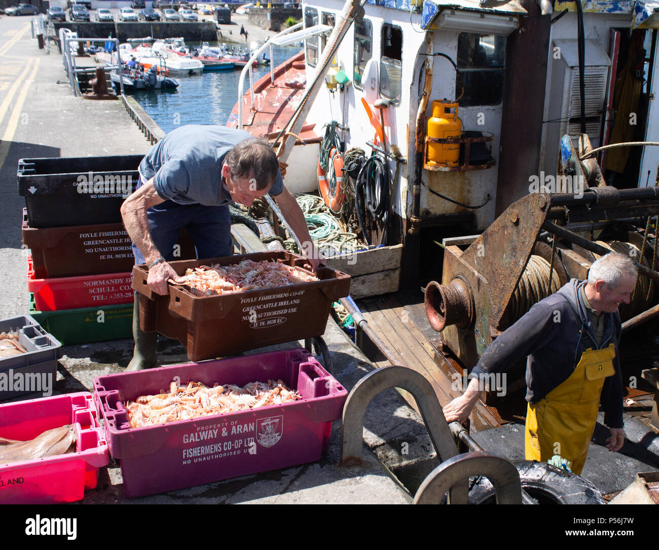 fishermen land a catch of langoustines or Nephrops norvegicus and whitefish in west cork, ireland Stock Photo