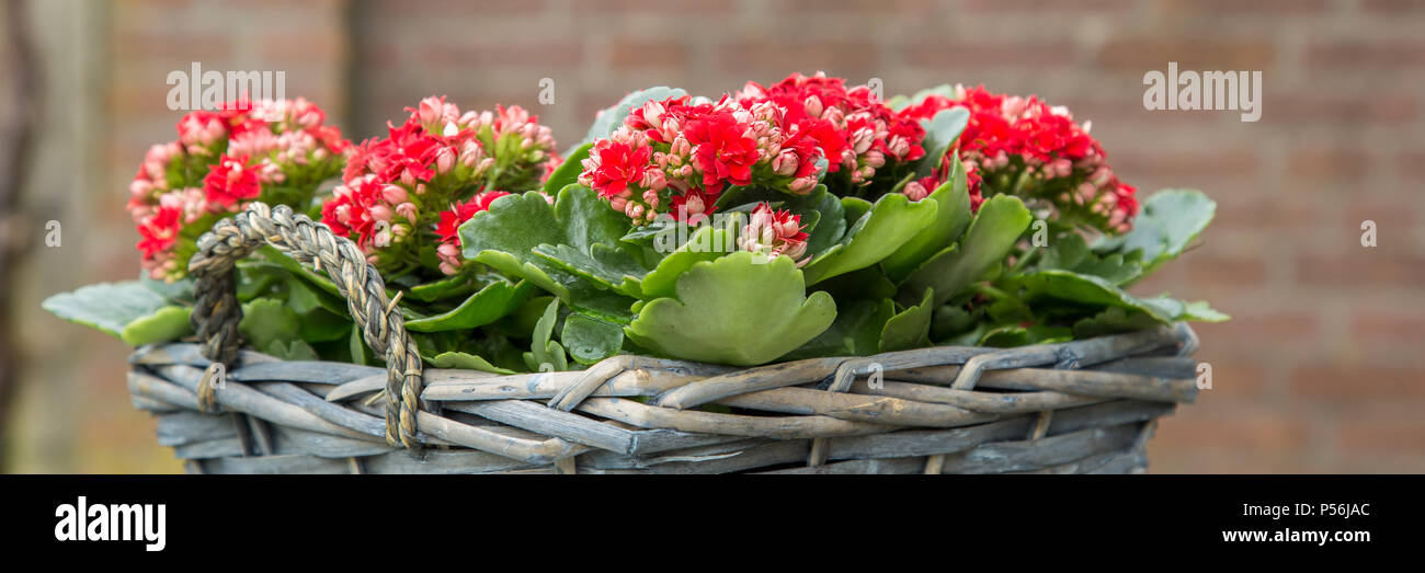 Web banner  of red begonia flowers in a basket Stock Photo
