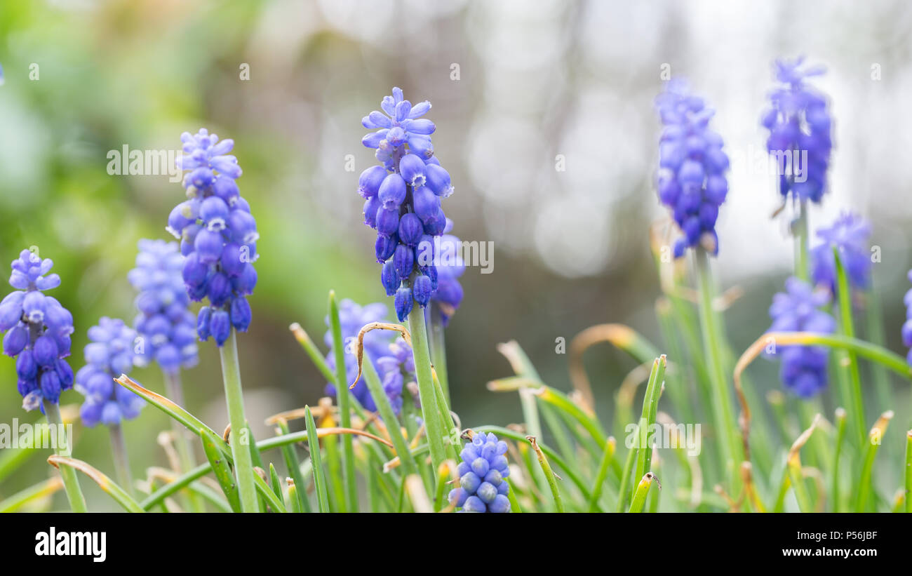 Fresh blue grape hyacinth in the garden during spring Stock Photo - Alamy