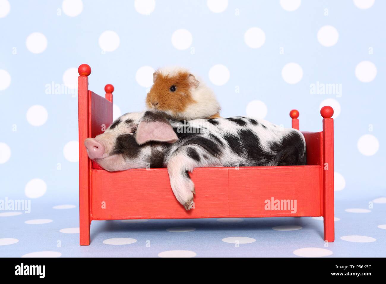 animal friends Stock Photo