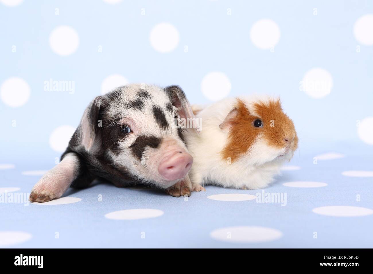 animal friends Stock Photo