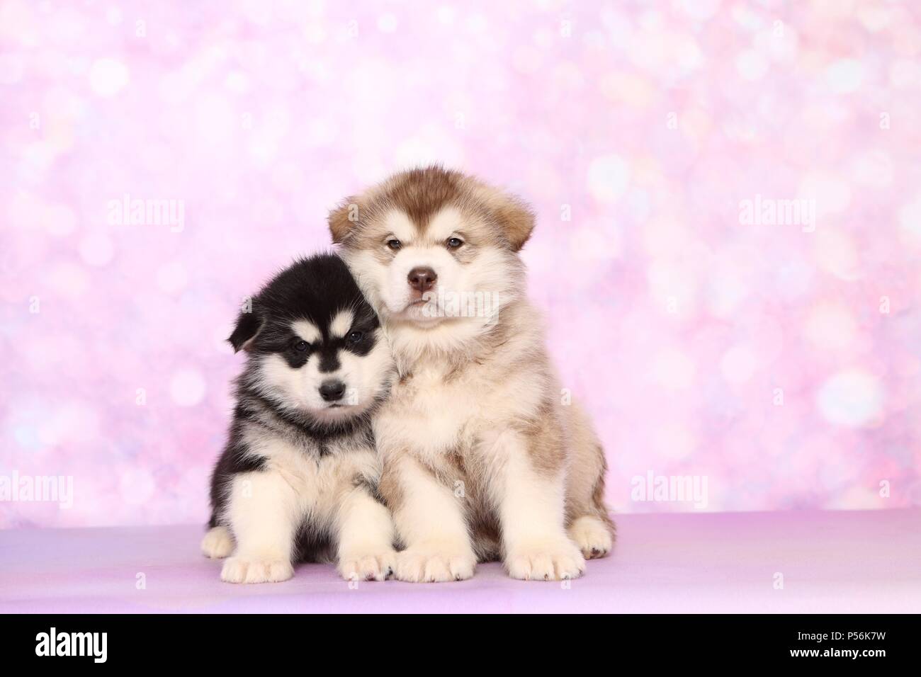 Tan Alaskan Malamute