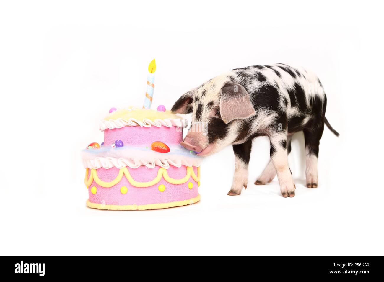 Pig eating cake hires stock photography and images Alamy