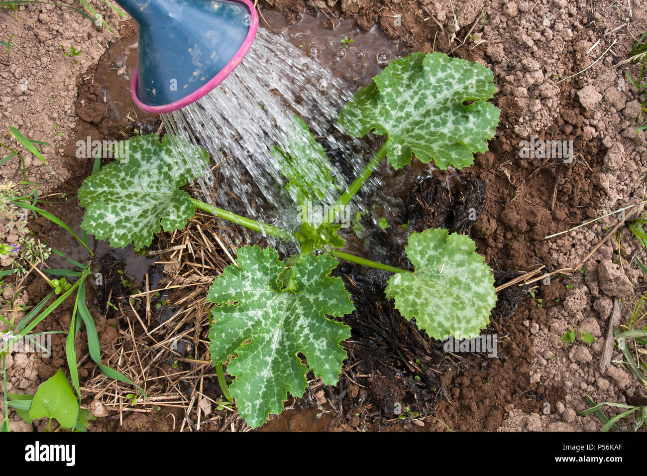 watering the marrow in the vegetable garden, closeup Stock Photo