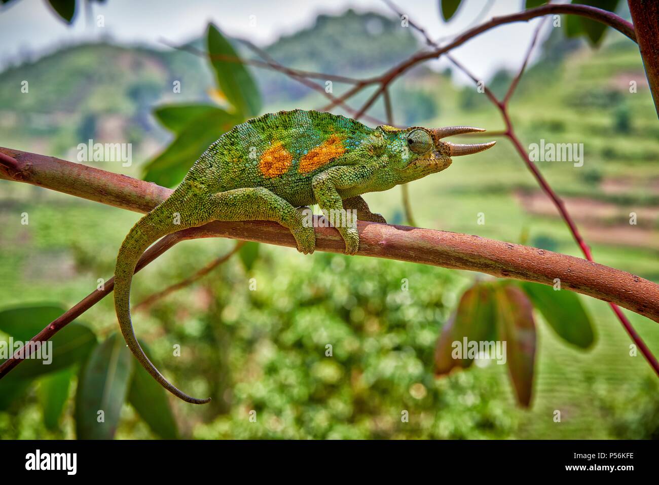 Jackson's chameleon Stock Photo