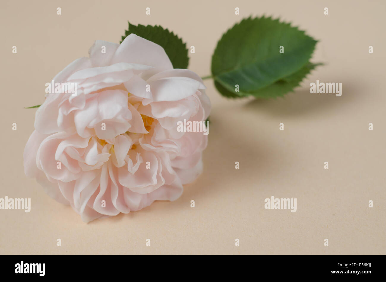 Gentle tea rose flower against beige background Stock Photo - Alamy