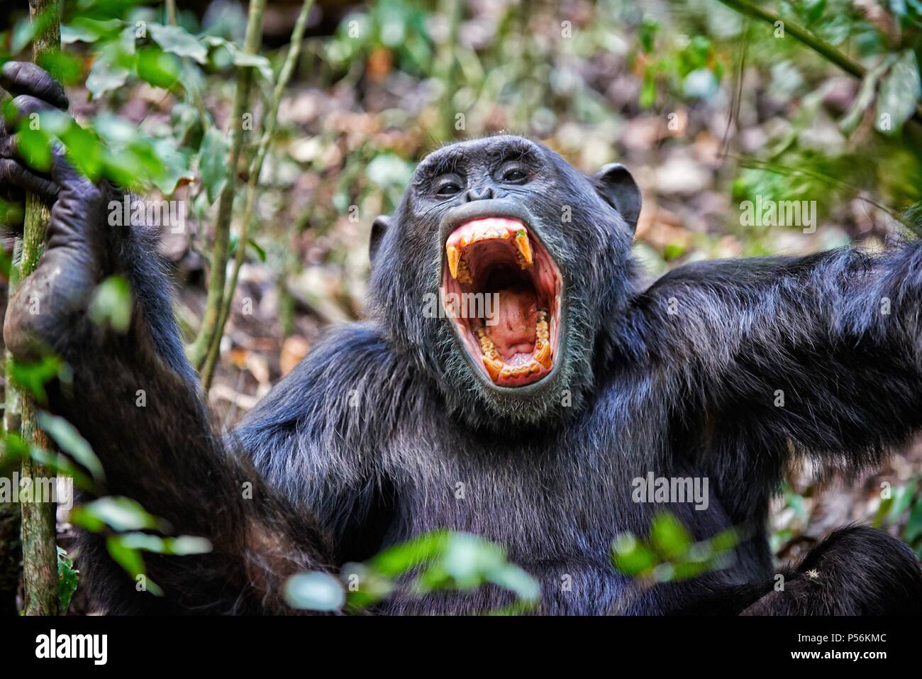 Chimpanzee teeth hires stock photography and images Alamy