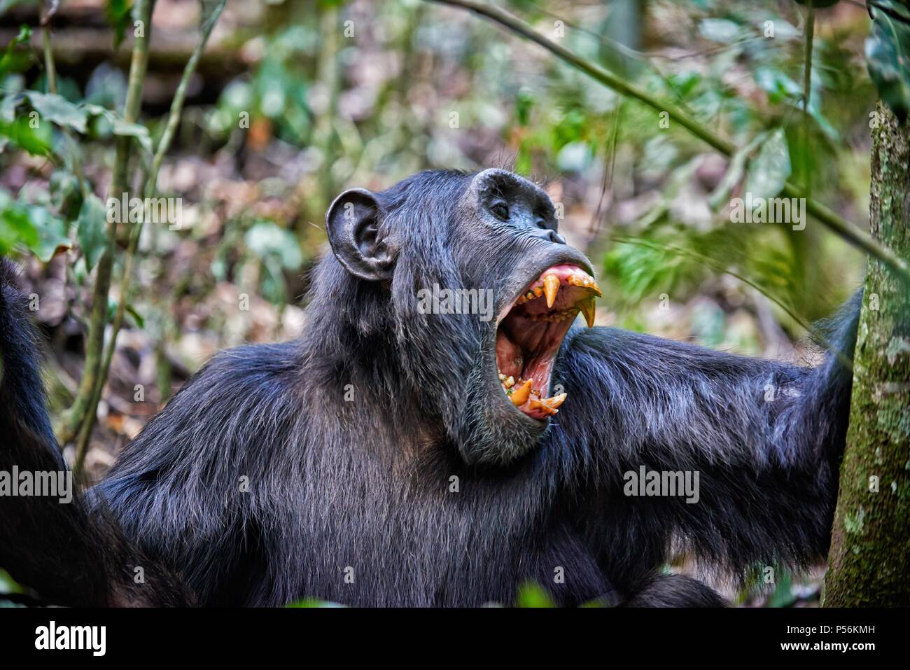 Chimpanzee teeth hires stock photography and images Alamy