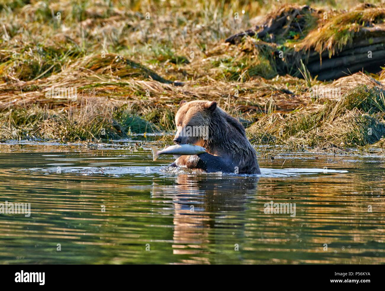 Sun bear eat hi-res stock photography and images - Alamy