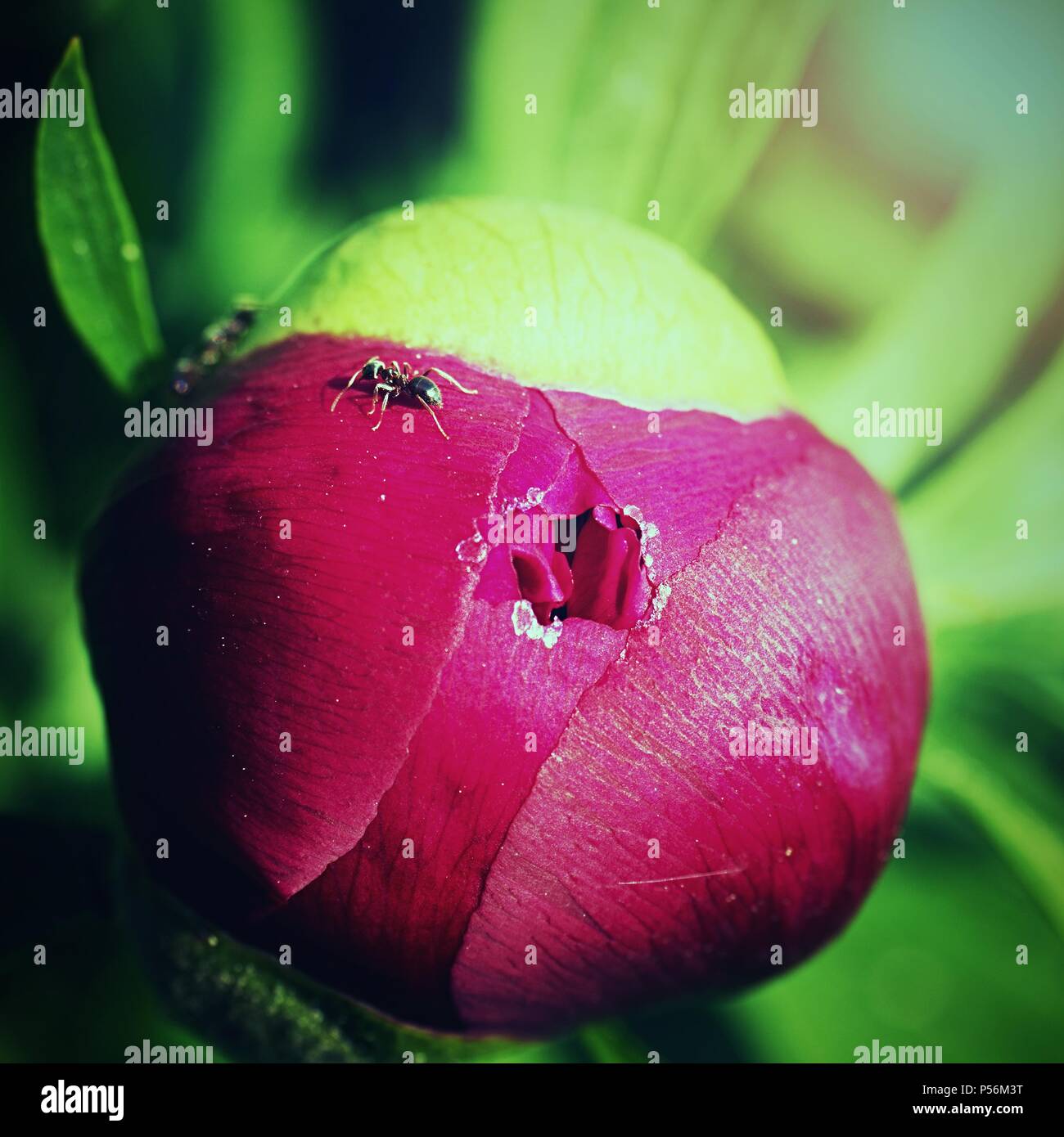 Red ants on a peony bud . Aggressive ants opening  bud of peony and drink sweet juice. Stock Photo