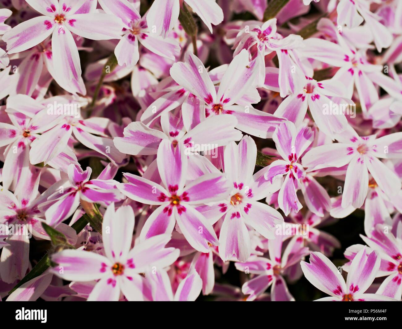 Purple white flowers in the country garden. Creeping phlox flowerbed with many colors Stock