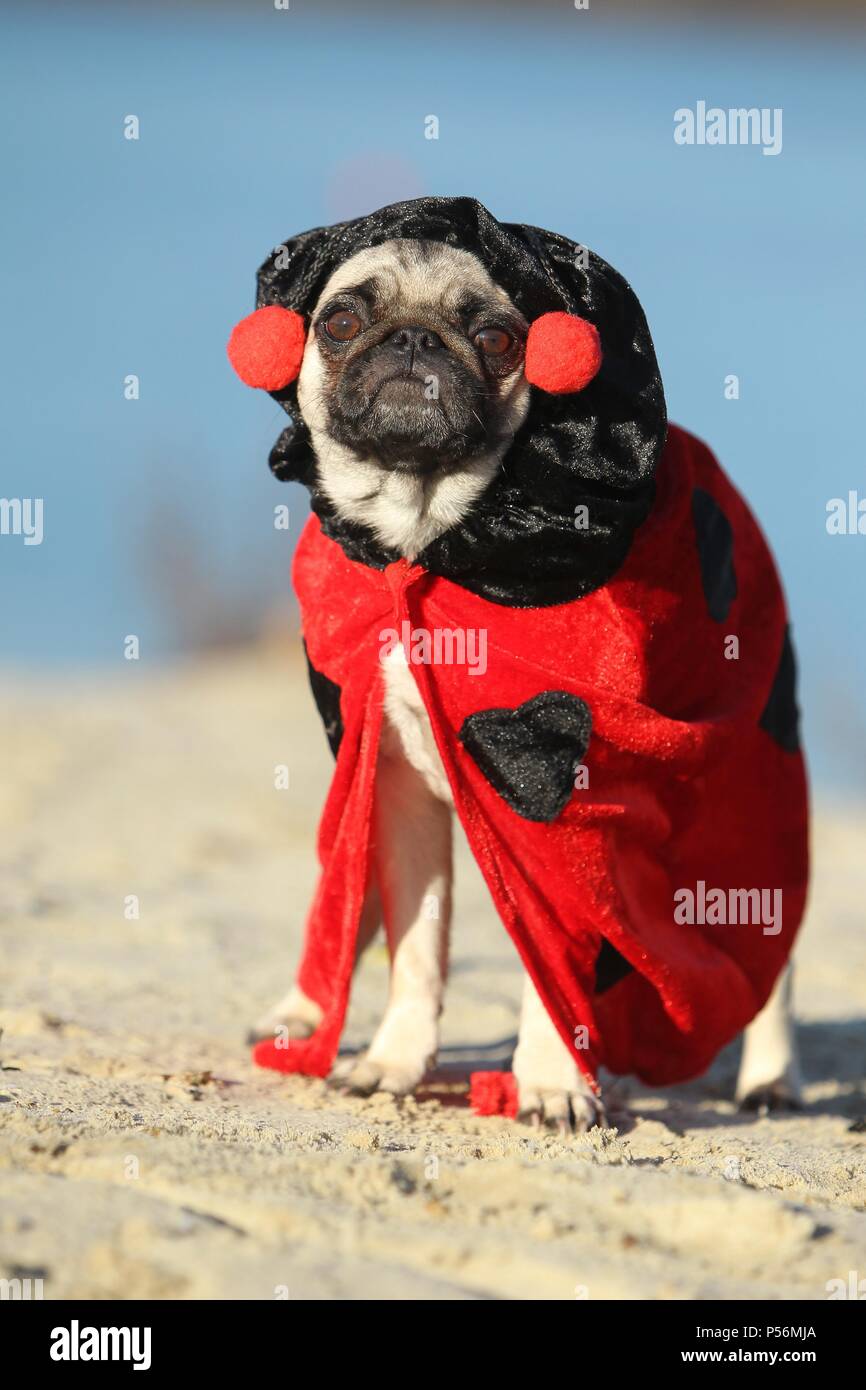 Pug Ladybug Ladybug costume hi-res stock photography and images - Alamy