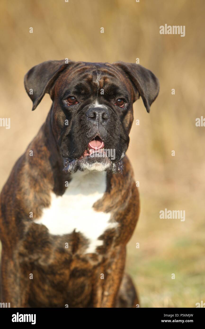 German Boxer Portrait Stock Photo - Alamy