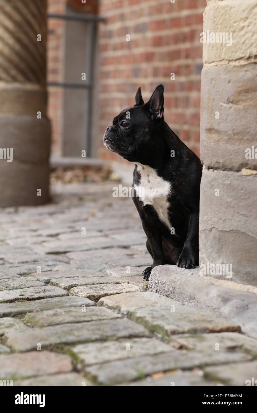 sitting French Bulldog Stock Photo