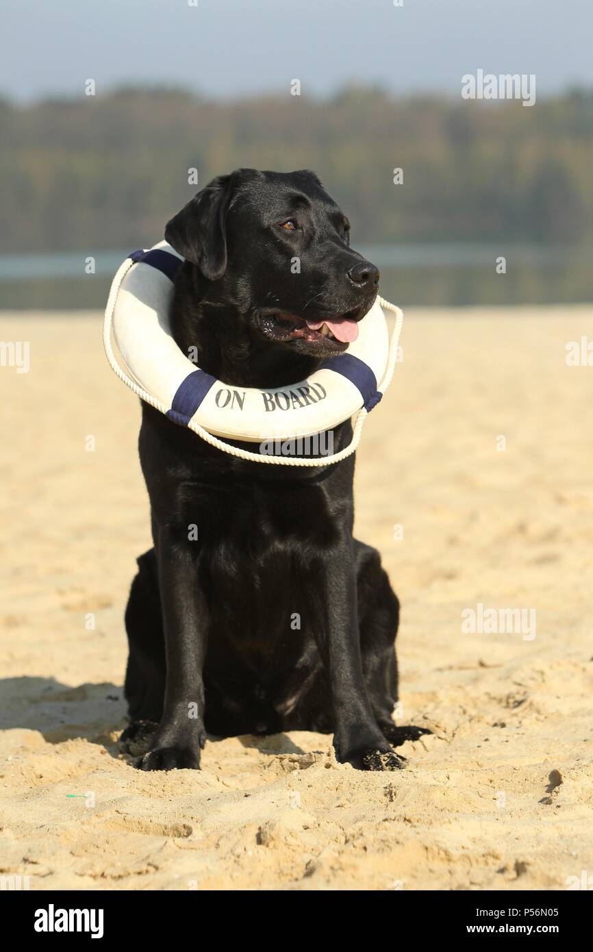 sitting Labrador Retriever Stock Photo - Alamy