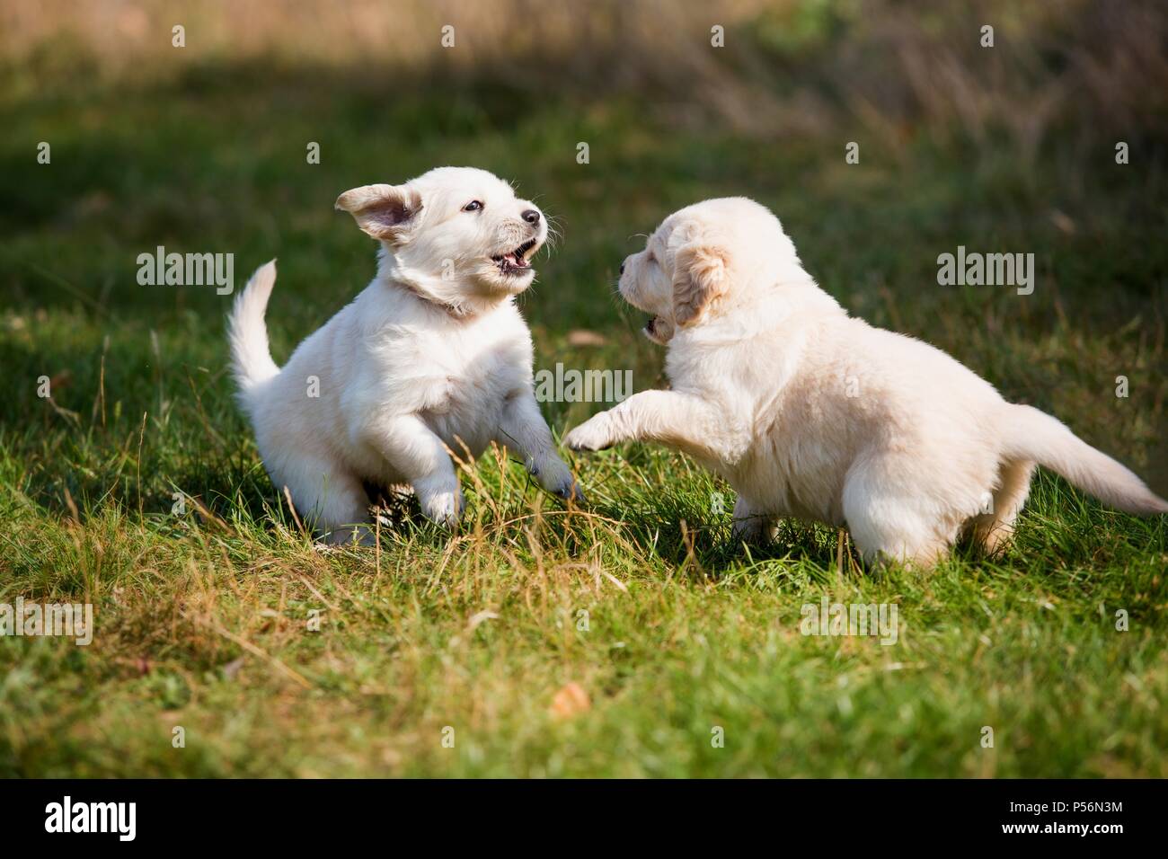 Golden Retriever Puppies Stock Photo