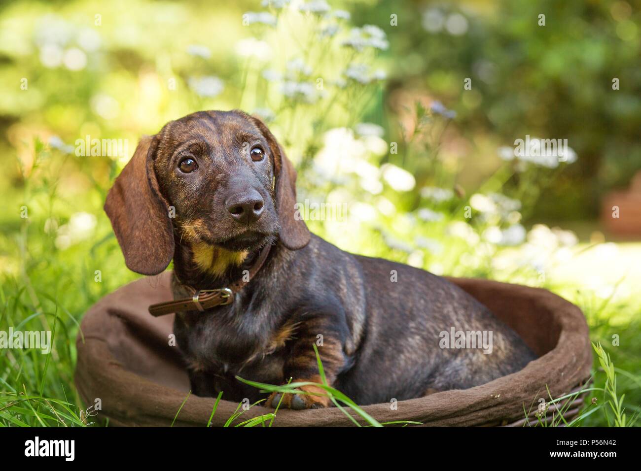 young shorthaired Dachshund Stock Photo