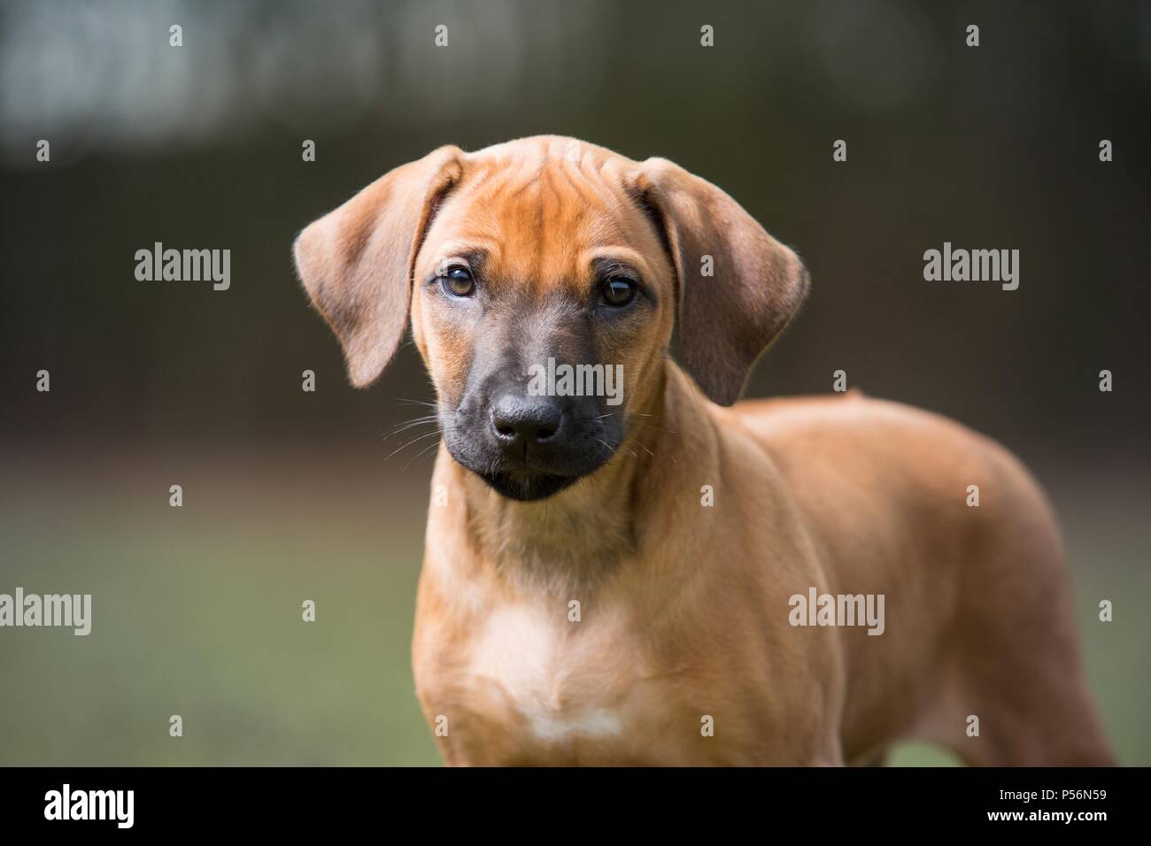 Rhodesian Ridgeback Puppy Stock Photo