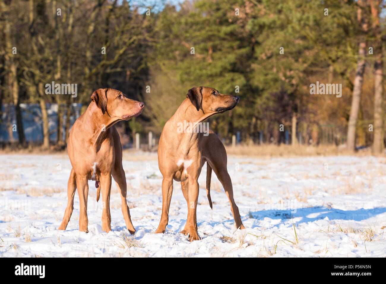 2 Rhodesian Ridgebacks Stock Photo - Alamy