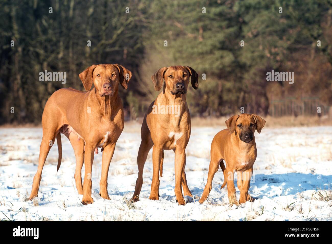 Hawker Hunters In Rhodesian Ridgeback Three hunters stand hi-res stock photography and images - Alamy