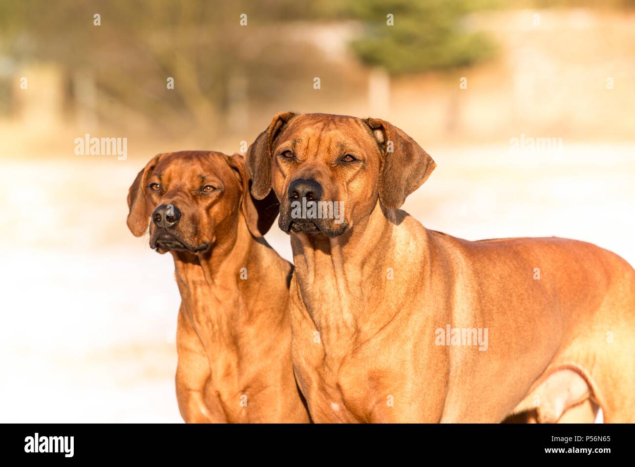 2 Rhodesian Ridgebacks Stock Photo Alamy
