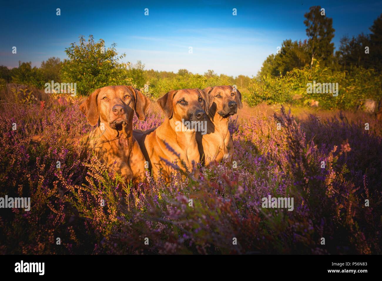3 Rhodesian Ridgeback 3 Rhodesian Ridgebacks Stock Photo - Alamy