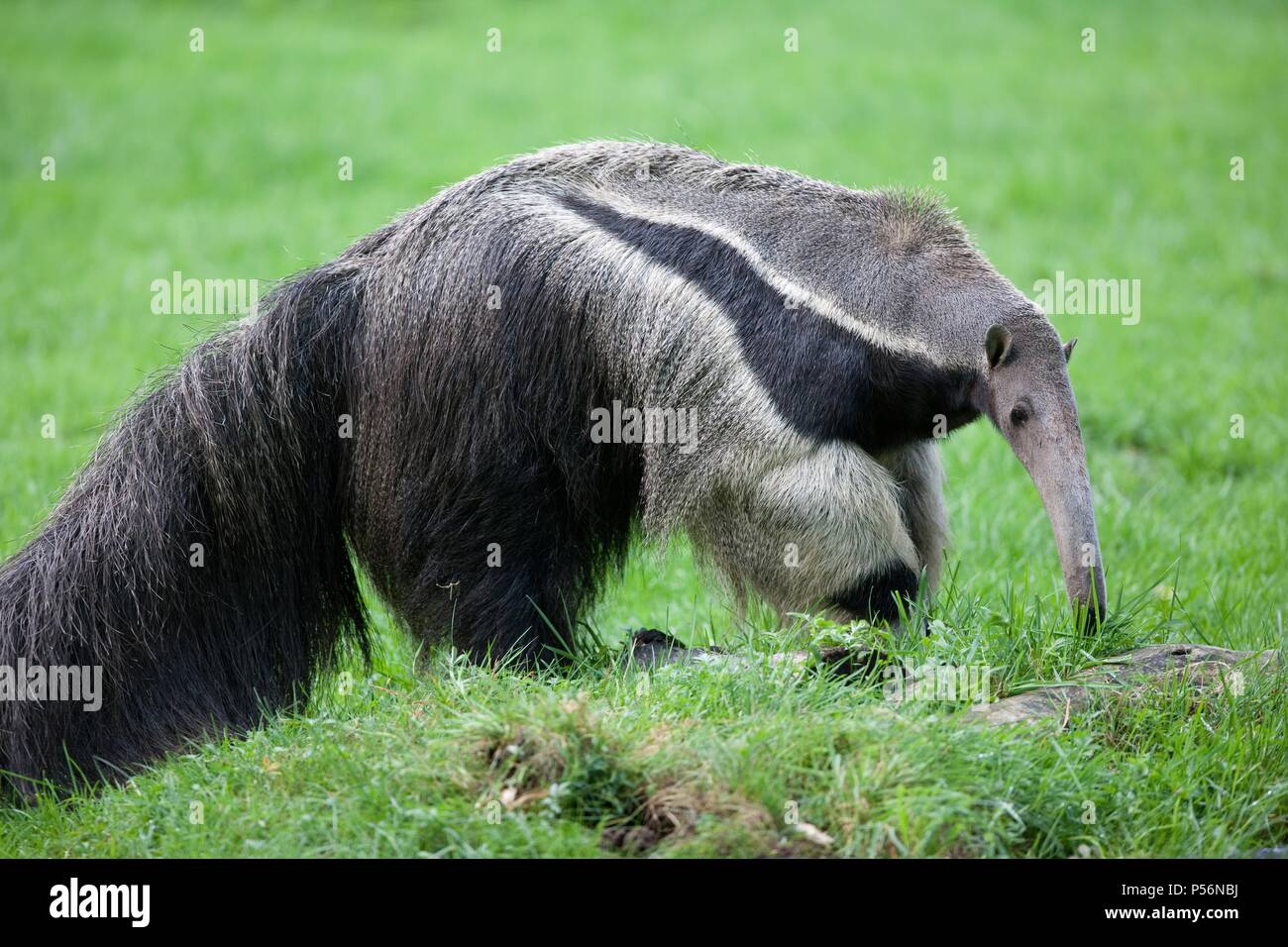 Antbear hi-res stock photography and images - Alamy