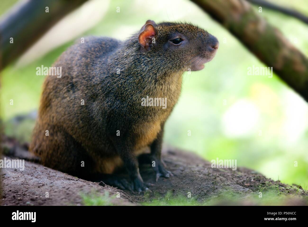 red-rumped agouti Stock Photo
