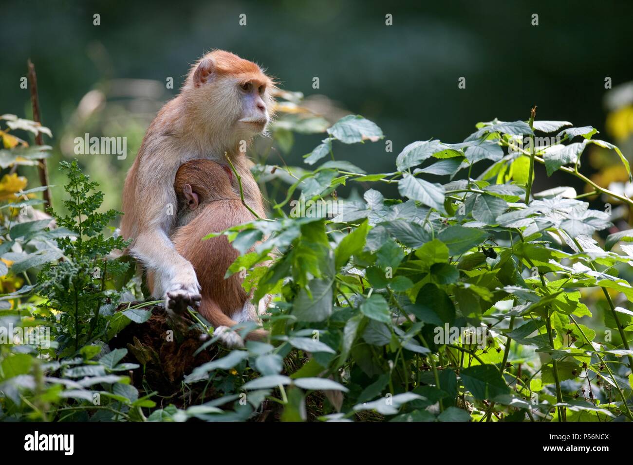 Cercopithecini Cercopithecini hi-res stock photography and images - Alamy