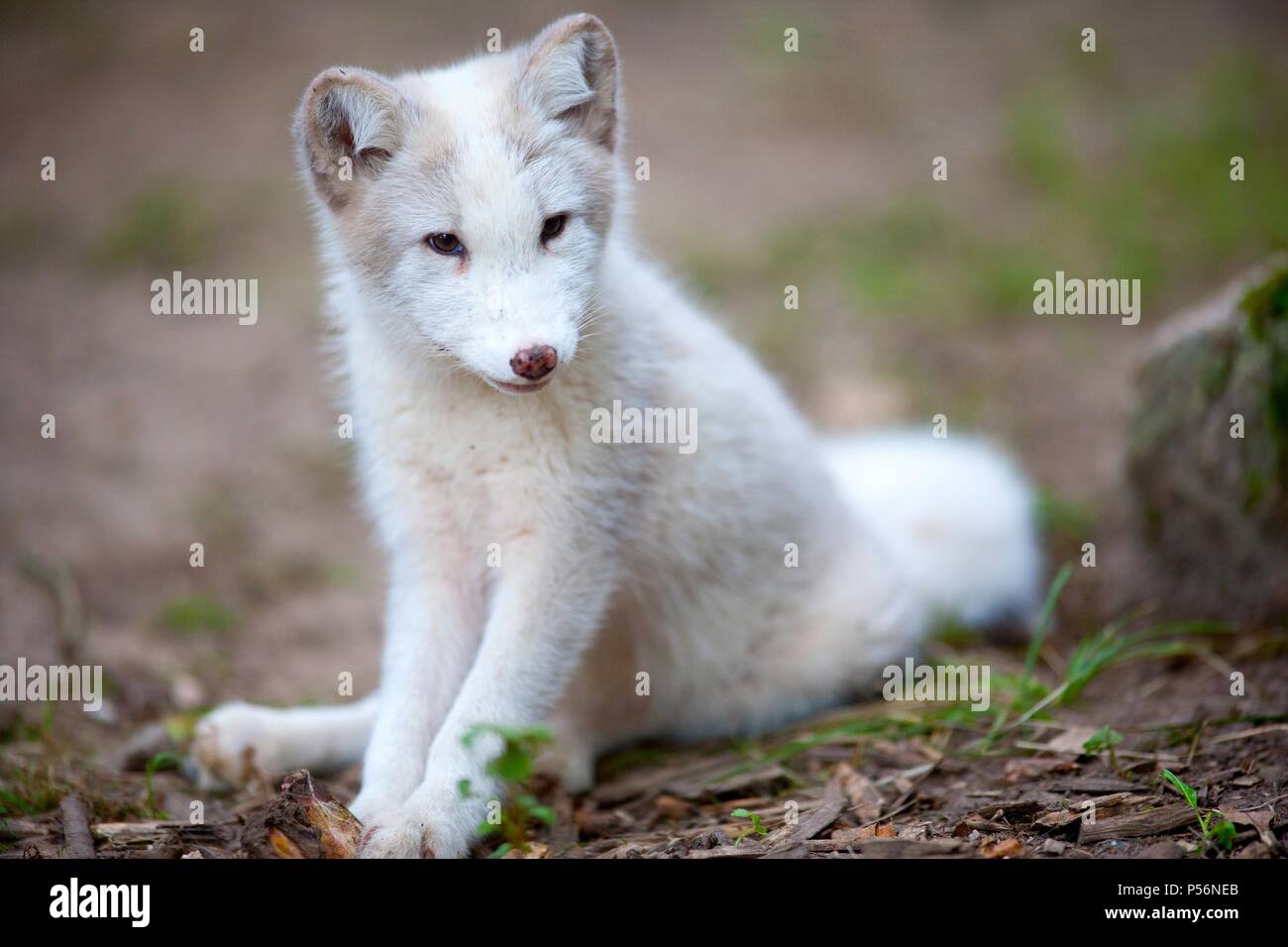 arctic fox Stock Photo