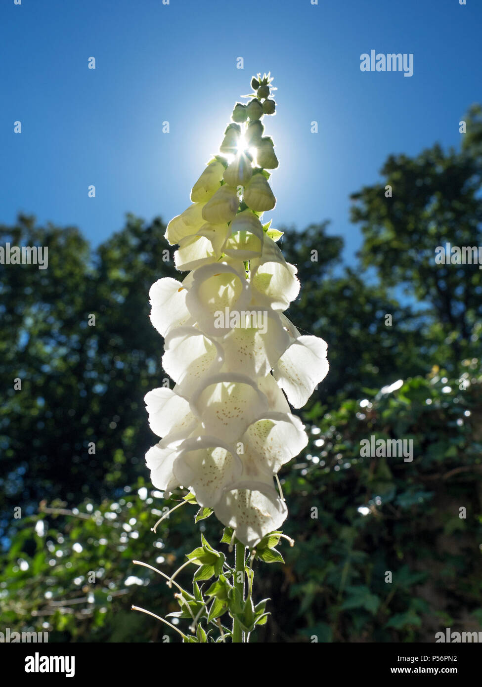 White digitalis or foxglove flower with sun shining through the petals