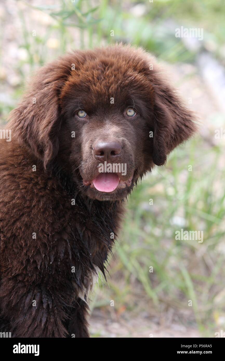 Newfoundland Dog Puppy Stock Photo - Alamy