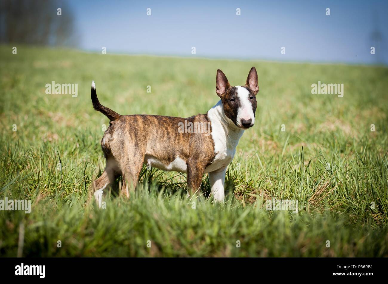 Miniature Bull Terrier Stock Photo