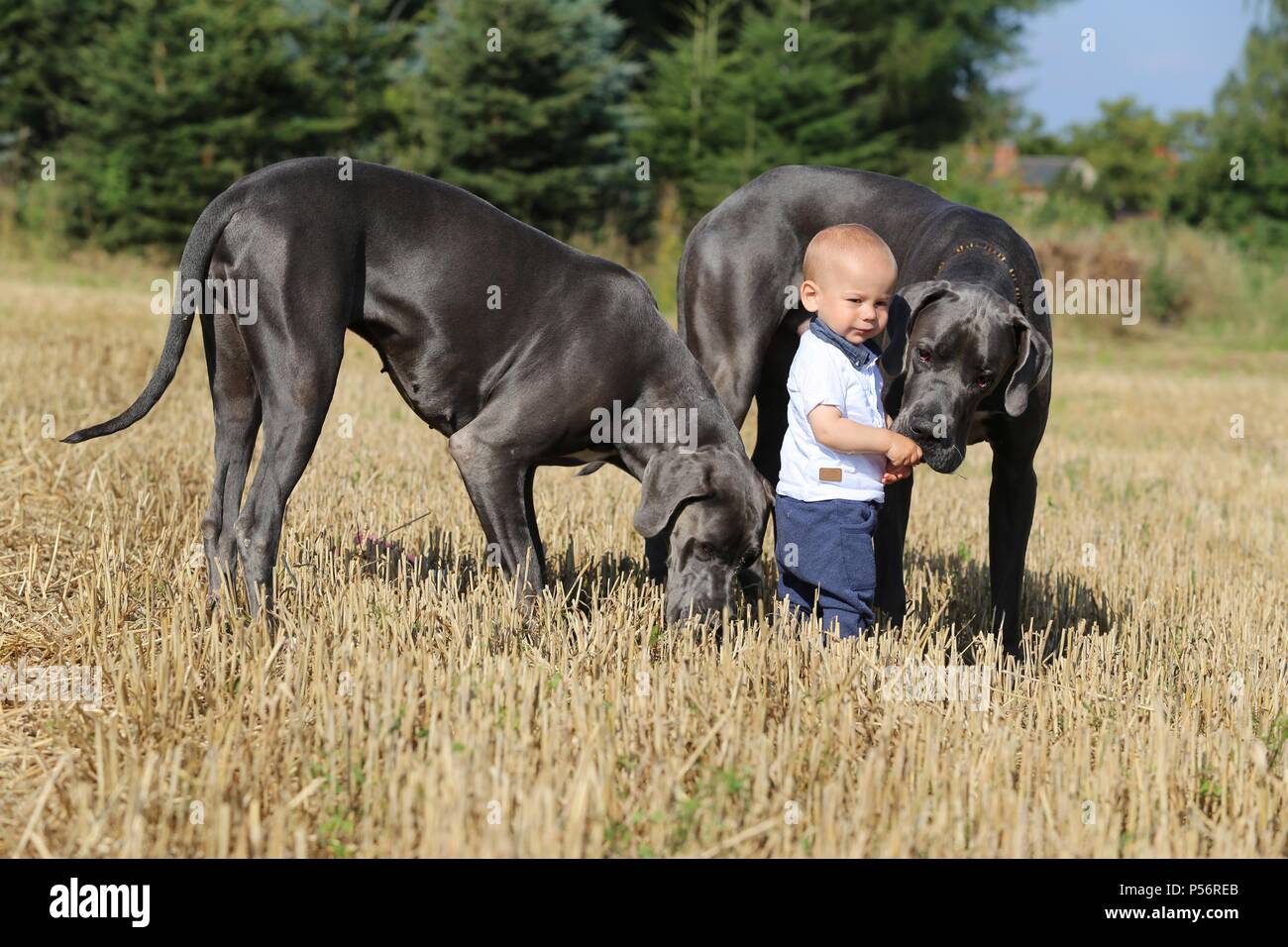 great dane and children