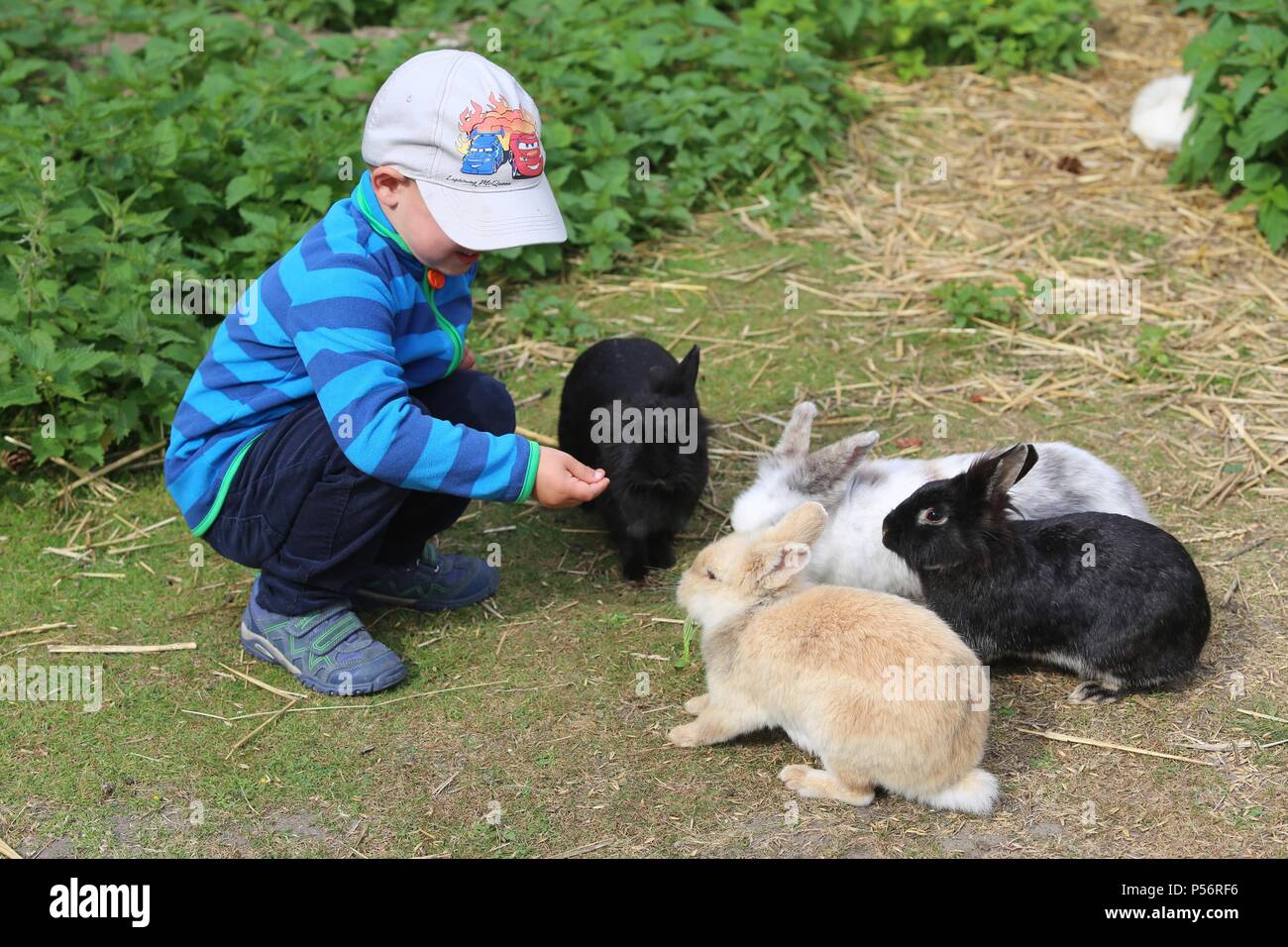 child is feeding rabbits Stock Photo