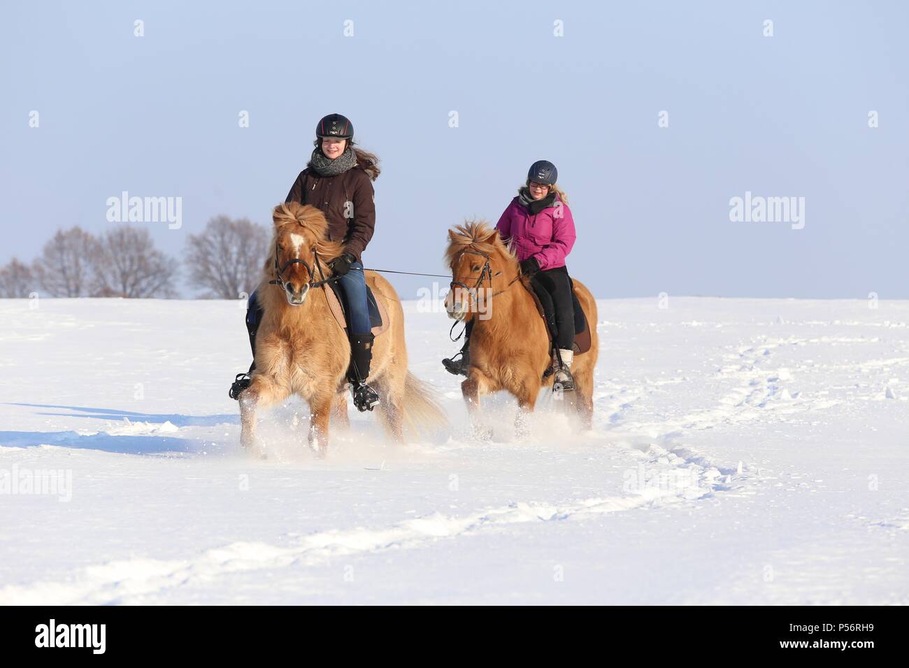 Skid snow animal hi-res stock photography and images - Alamy