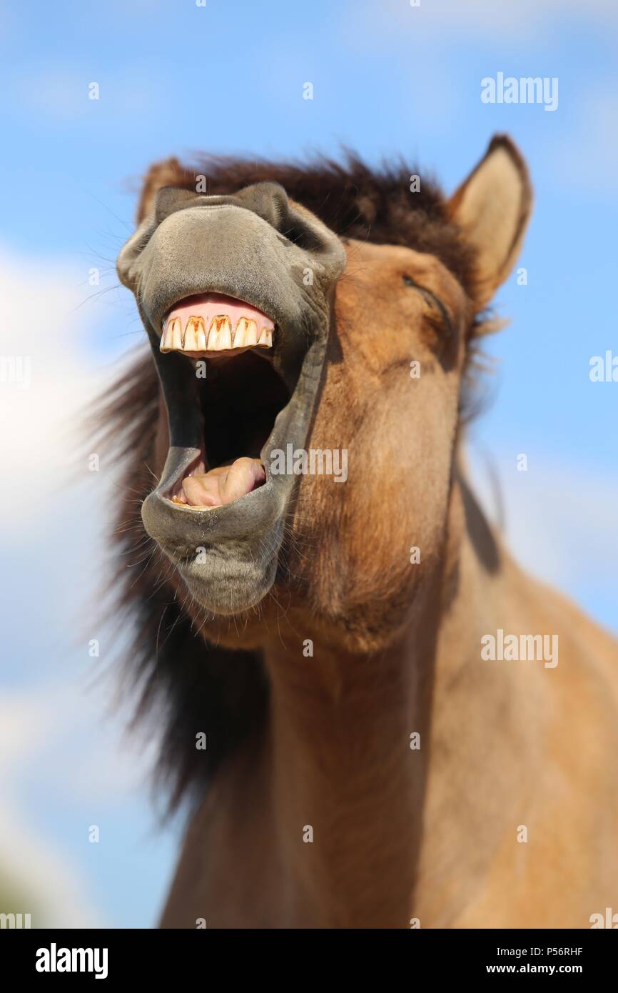 Icelandic horse portrait Stock Photo