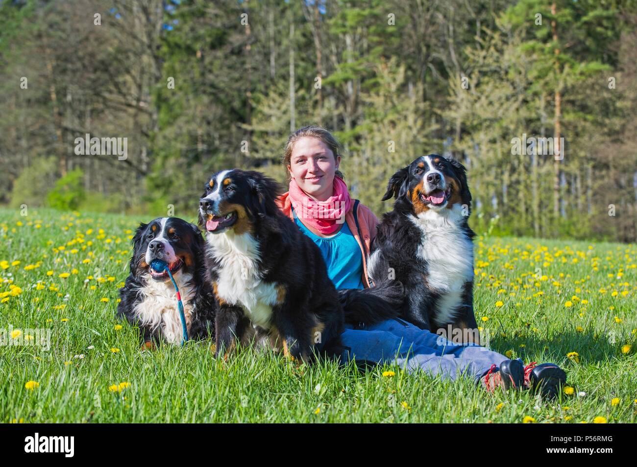 3 Bernese Mountain Dogs Stock Photo
