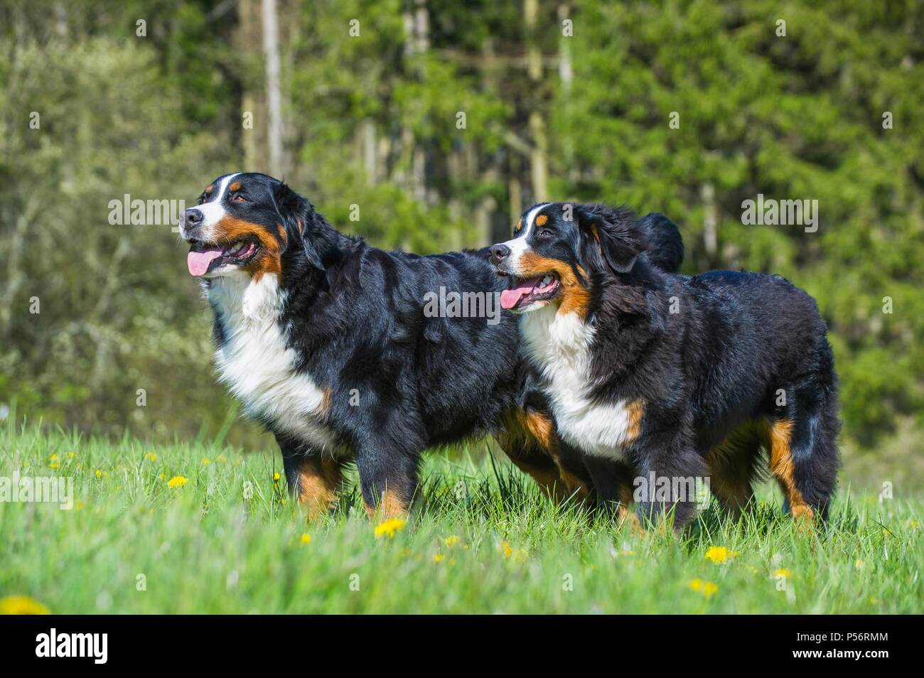 2 Bernese Mountain Dogs Stock Photo Alamy