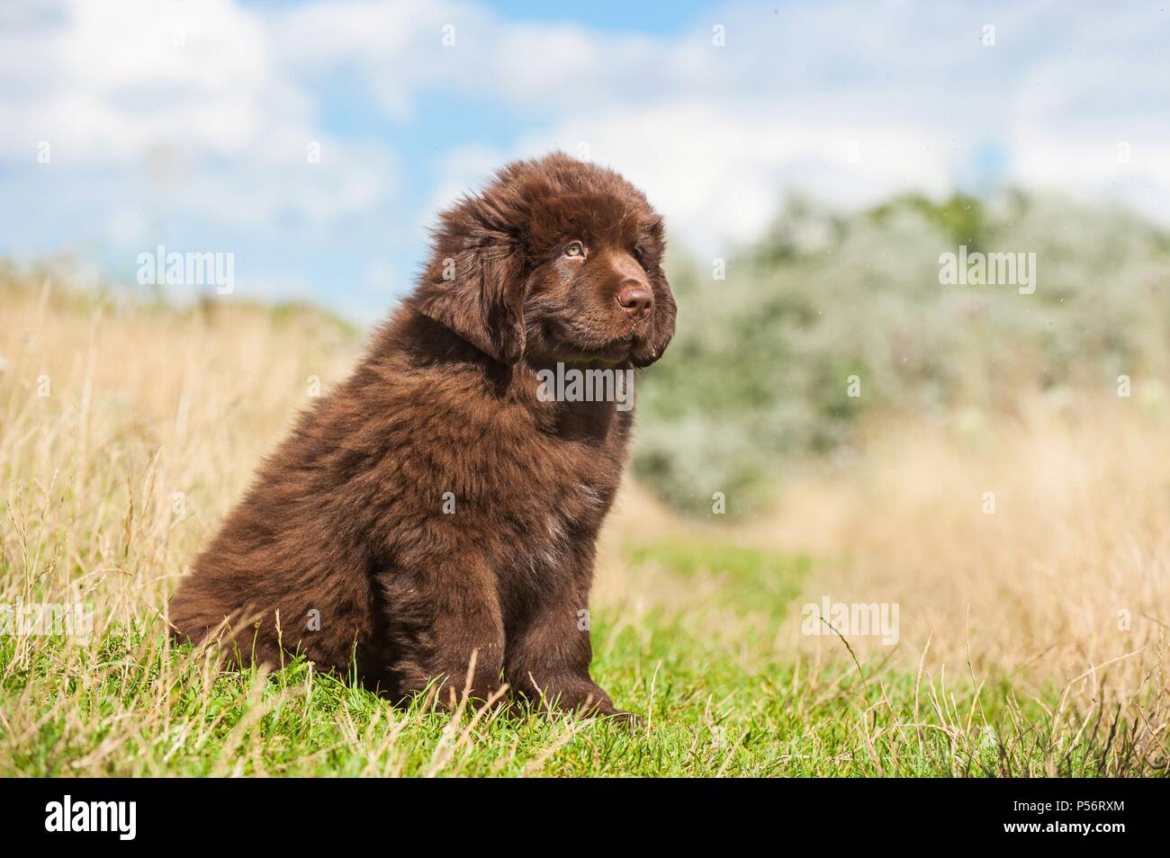 Newfoundland Puppy High Resolution Stock Photography and Images - Alamy